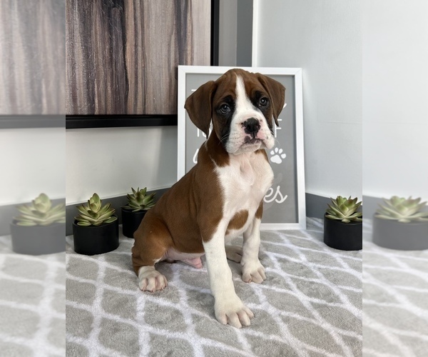 Medium Photo #4 Boxer Puppy For Sale in FRANKLIN, IN, USA