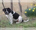 Small Photo #6 Alapaha Blue Blood Bulldog Puppy For Sale in MARBLE FALLS, AR, USA