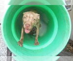 Small #2 American Staffordshire Terrier Mix