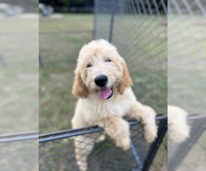 Maltese Puppy for sale in PICKENS, SC, USA