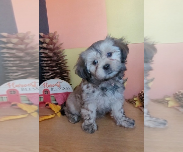 Medium Photo #2 Lhasa Apso Puppy For Sale in PHOENIX, AZ, USA