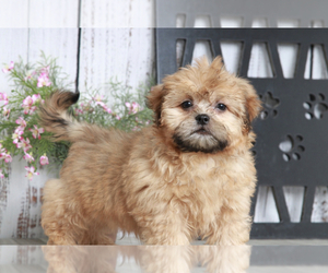 Zuchon Puppy for sale in MARIETTA, GA, USA