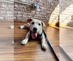 Small Photo #4 Mutt Puppy For Sale in Derwood, MD, USA