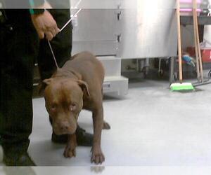 American Pit Bull Terrier Dogs for adoption in Fayetteville, NC, USA