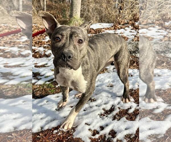 Medium Photo #1 Mutt Puppy For Sale in Clarkesville, GA, USA