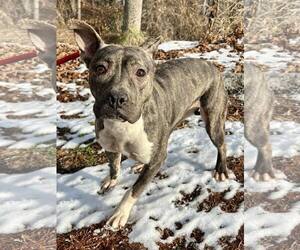 Mutt Dogs for adoption in Clarkesville, GA, USA