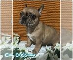 Small #2 French Bulldog