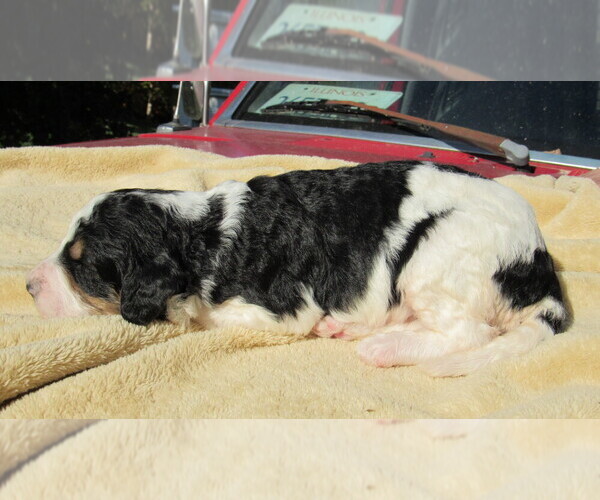 Medium Photo #9 Bernedoodle Puppy For Sale in BIG ROCK, IL, USA