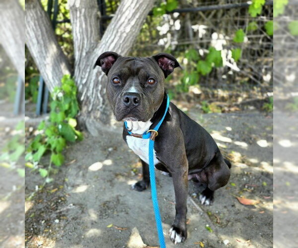 Medium Photo #2 Mutt Puppy For Sale in Long Beach, CA, USA