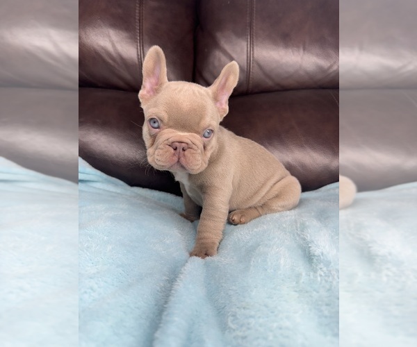 Medium Photo #1 French Bulldog Puppy For Sale in SACRAMENTO, CA, USA