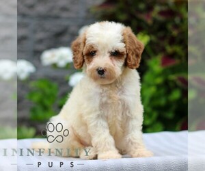 Poodle (Miniature) Puppy for sale in LEOLA, PA, USA