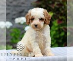 Small Poodle (Miniature)