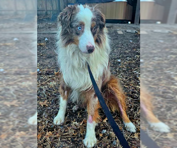 Medium Photo #3 Australian Shepherd Puppy For Sale in Brooklyn Center, MN, USA
