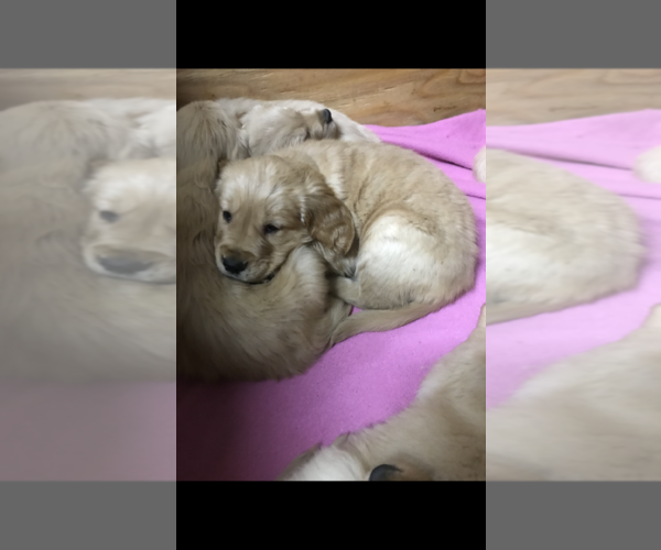 Medium Photo #4 Golden Retriever Puppy For Sale in PERRIS, CA, USA