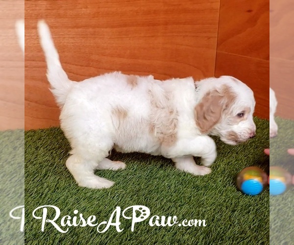 Medium Photo #6 Goldendoodle-Poodle (Standard) Mix Puppy For Sale in OVERGAARD, AZ, USA