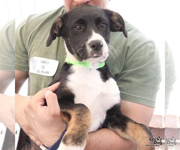Medium Photo #3 Labrador Retriever-Unknown Mix Puppy For Sale in Washington, DC, USA