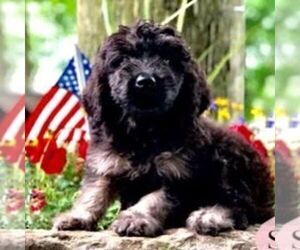 Goldendoodle (Miniature) Puppy for sale in DRY RUN, PA, USA