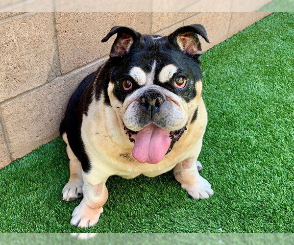 Medium Photo #1 Bulldog Puppy For Sale in Moreno Valley, CA, USA