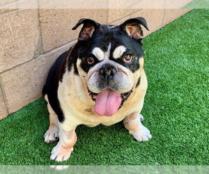Bulldog Dogs for adoption in Moreno Valley, CA, USA