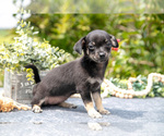 Puppy Bambi Chihuahua