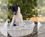 Small #3 Jack-Rat Terrier