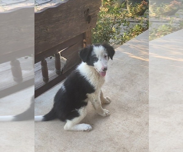 Medium Photo #8 Border Collie Puppy For Sale in BLANCO, TX, USA