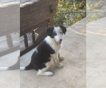 Small Photo #8 Border Collie Puppy For Sale in BLANCO, TX, USA