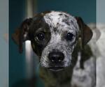 Small Mutt