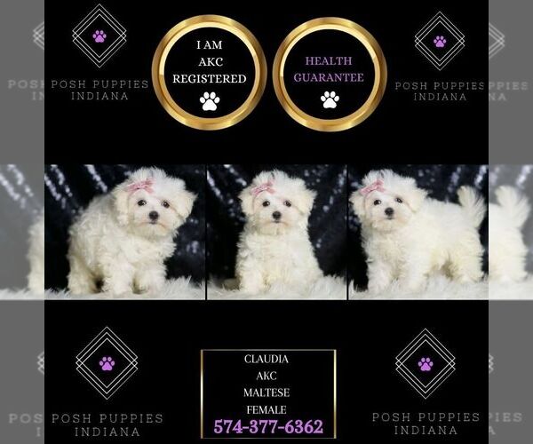 Medium Photo #2 Maltese Puppy For Sale in WARSAW, IN, USA