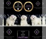 Small #1 Maltese