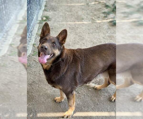 Medium Photo #1 Australian Kelpie-Unknown Mix Puppy For Sale in Riverside, CA, USA