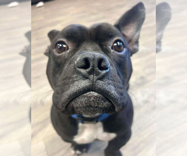 Medium Photo #3 American Staffordshire Terrier-French Bulldog Mix Puppy For Sale in Duluth, MN, USA