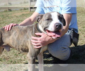Chubbs - Male Mutt Dog for Adoption - Photo #15