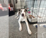 Small #12 Feist Terrier Mix