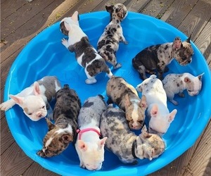 French Bulldog Puppy for Sale in FITCHBURG, Massachusetts USA