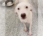 Small Photo #2 Labrador Retriever-Unknown Mix Puppy For Sale in Houston, TX, USA