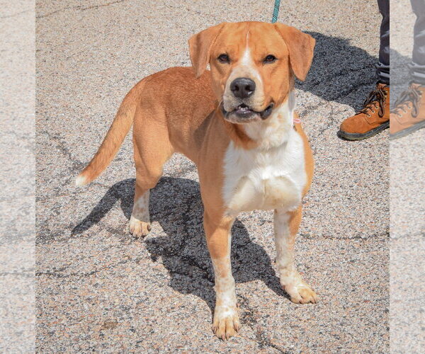 Medium Photo #2 Bulloxer Puppy For Sale in Huntley, IL, USA