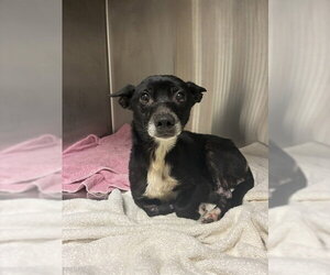 Chihuahua Dogs for adoption in Ocala, FL, USA