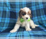 Small #7 Cavapoo