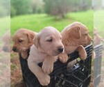 Puppy SUNNY Golden Retriever
