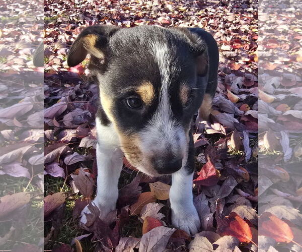 Medium Photo #2 Mutt Puppy For Sale in Alexander, AR, USA