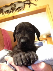 Great Dane Puppy for sale in BECKLEY, WV, USA