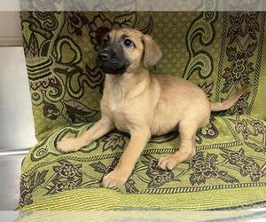 Mutt Dogs for adoption in HESPERIA, CA, USA
