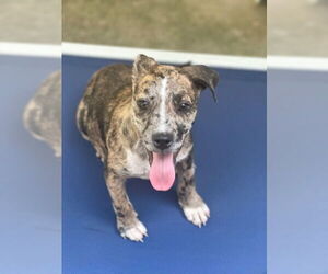 Catahoula Leopard Dog-Unknown Mix Dogs for adoption in Elmsford, NY, USA