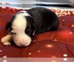 Small Photo #72 Australian Shepherd Puppy For Sale in SALISBURY, NC, USA