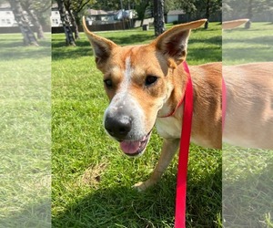 Chinese Shar-Pei Dogs for adoption in Kansas City, MO, USA