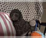 Small Photo #3 Australian Labradoodle Puppy For Sale in W FIELD, NC, USA