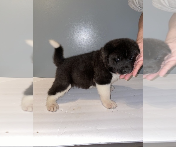 Medium Photo #4 Akita Puppy For Sale in CHESAPEAKE, OH, USA