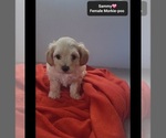 Small #1 Morkie Poo (Toy)