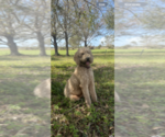 Small Photo #1 Goldendoodle (Miniature) Puppy For Sale in SARASOTA, FL, USA
